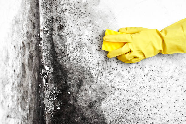 Mold Removal for HVAC Installations in Fredonia, NY